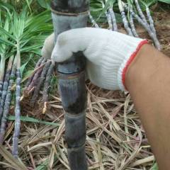 河南专业果蔬代办，主营西瓜 黑皮果蔗