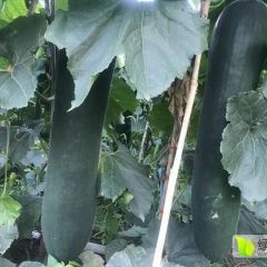 黑皮冬瓜，精品吊瓜。次品吊瓜。