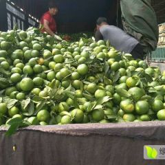 河北邯郸注南方各地水果批发