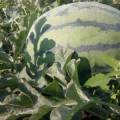 佳木斯大量晚西瓜已經上市 瓜農急賣