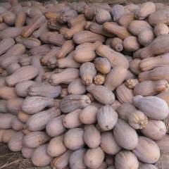 松滋数万亩金韩南瓜基地直销，存量大