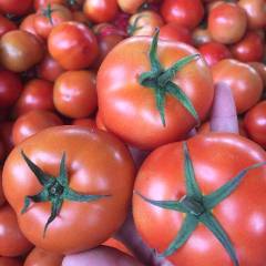 莘县大红西红柿已大量上市可配硬粉