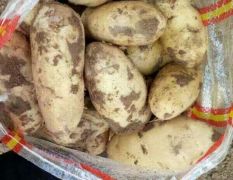 黑龙江土豆销售大江南北，荷兰，尤金。等等