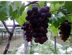葡萄种植具有500多年的悠久历史