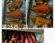 夏津黄河故道优质地瓜种植基地烟薯25