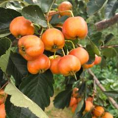 费县盛产山楂而闻名，主要品种棉球，大金星