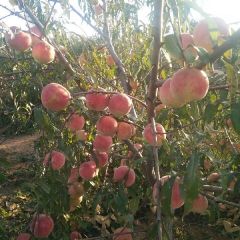 供应个大色正口感好的金秋红密桃