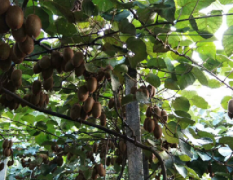 自家果园猕猴桃，产自大湘西，土壤富硒