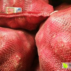 山东省惠民县冷库大量供应冷库红皮洋葱，冷库
