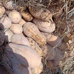 饶阳基地蜜本南瓜大量上市，货源充足