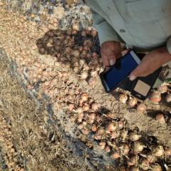 喜讯！2018年9月9日甘肃酒泉洋葱涨价了。