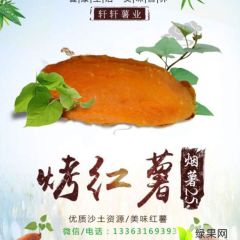 河北廊坊安次区葛渔城镇（千亩烟薯25//蜜薯）种植大户。