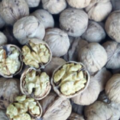 薄皮老品种核桃干了，大量批发