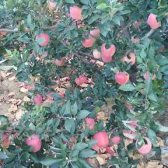红星苹果，红将军，沂蒙山