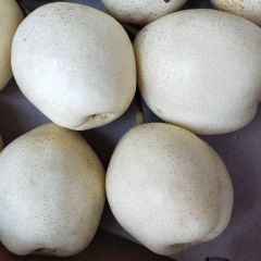 水晶梨 河北鸭梨2020新梨全年有货