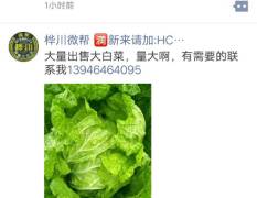 韩国四季王大白菜十万斤急于出售