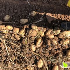 226土豆大量，上市新土豆价格优惠