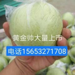 山东平度 青苹果 黄金帅苹果基地