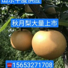 山东平度 华山梨 秋月梨 南水梨 丰水梨 基地