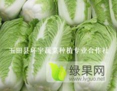 辽宁锦州9月中旬白菜超大量上市，货源充足