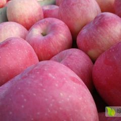烟台栖霞红富士苹果上市啦！