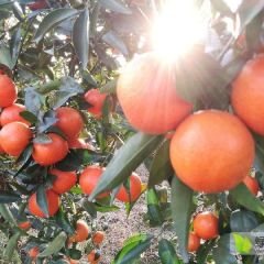 千思农林世纪红柑橘苗基地 世纪红果树苗60公分高
