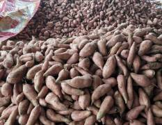 湖北省宜城市几十万亩红薯