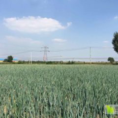 坊子峡山日戈庄赵福林 现有2万多斤铁杆大葱出售