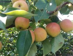 南果梨，123苹果盛产之乡