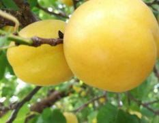 杏树苗几年可以结果_杏品种哪个好