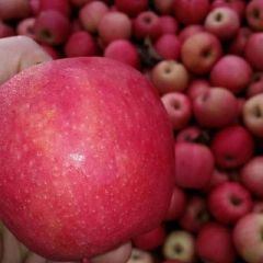 陕西粉红女士粉红佳人开始收购了