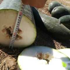 大量黑优大冬瓜，欢迎新老客户客户来电咨询～