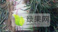 滑县大葱 现我基地大葱及西芹已大量上市