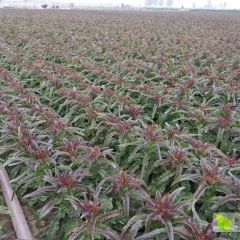 全国各地的客商你好！兰陵莴苣量大，发车快