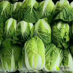 辽宁白菜代办/白菜黄心菜批发价格/白菜代办13948547929