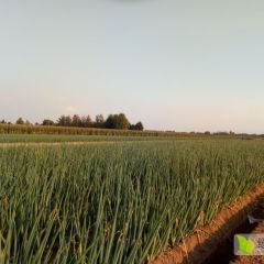 平度凯程蔬菜购销处常年代收大葱毛葱净葱