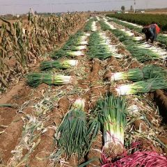 邯郸市鸡泽长白大葱大量上市