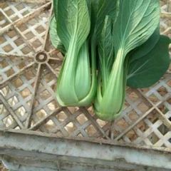 粱园小油菜 自已的50个蔬菜大棚