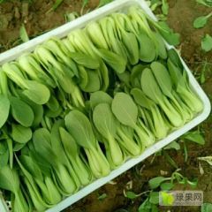 山东曹县上海青小油菜配送中转基地，长期供货