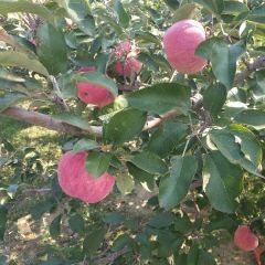 台安县目前正是寒富苹果成熟旺季