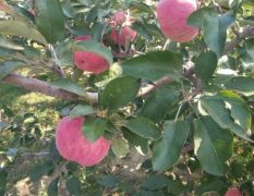 台安县目前正是寒富苹果成熟旺季