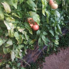 大量西红柿 柿子全是硬粉 颜色好 型好