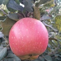 红富士苹果，丰水梨