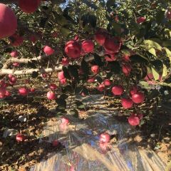 五十万斤红富士苹果果园等待开园