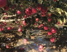 五十万斤红富士苹果果园等待开园