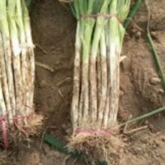 2018滑县5000亩大葱已到收获期！大葱长势好