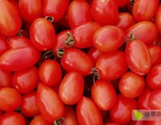 圣女果、千禧、樱桃番茄，长期全年需求