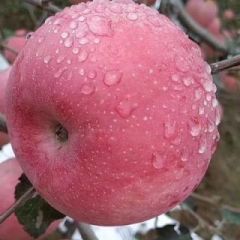 旬邑苹果 本地富士秦冠果已经陆续下树