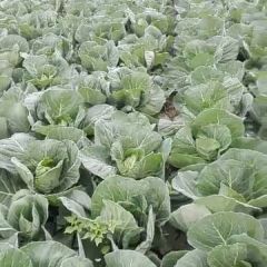 2018钟祥旺旺甘蓝，出售时间大概还有一个月