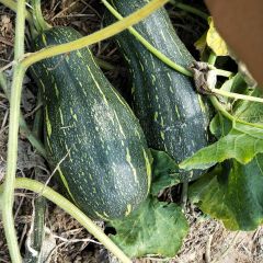 河南通许青南瓜0.13元，养殖加工厂用大量供应